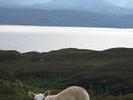 038WesterRoss