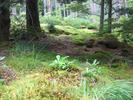 045Inverewe